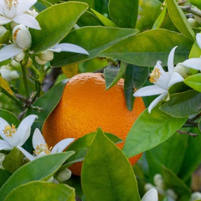 Vì sao hoa cam luôn xuất hiện trong những mùi hương đắt giá? Phân biệt Neroli và Orange Blossom