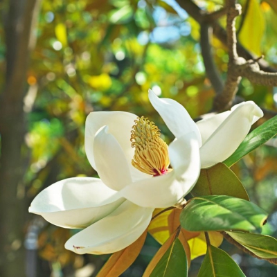 Hoa mộc lan - Sắc trắng, tím, đỏ có gì đặc biệt? Và ý nghĩa bạn cần biết về loài hoa này