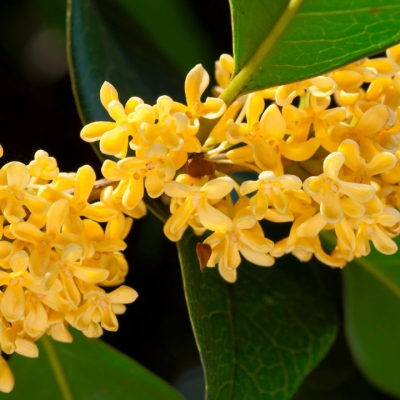 Osmanthus (Hoa Mộc Tê) là gì? Hương hoa chạm tới ký ức và chiều sâu của cảm xúc