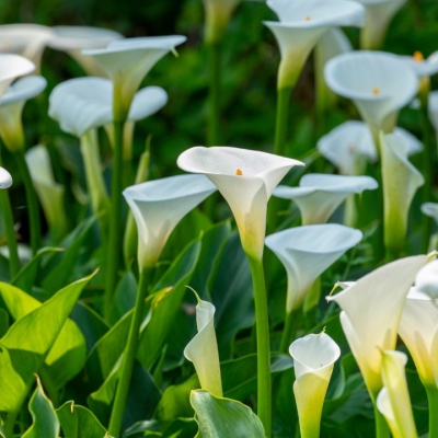 Ý nghĩa hoa rum - Lựa chọn tinh tế cho ngày trọng đại