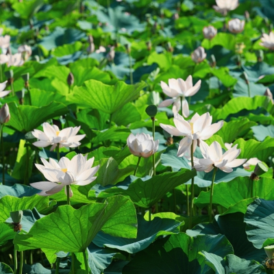 Hoa sen trắng - Biểu tượng của sự thuần khiết và ý nghĩa sâu sắc