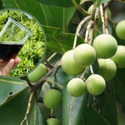 Dầu mù u là gì? Và hành trình phục hồi da từ thiên nhiên