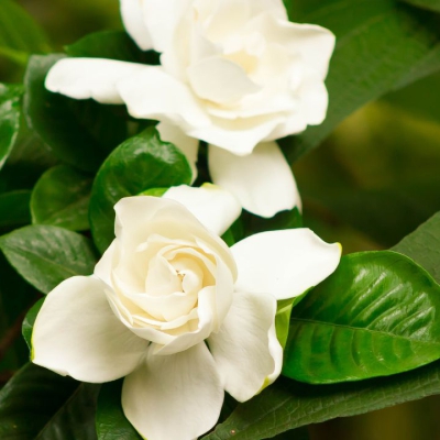 Hoa dành dành - Hương thơm trong trẻo cùng ý nghĩa sâu sắc ẩn sau cánh hoa trắng