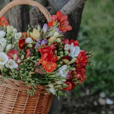 Nhóm hương floral: Khám phá sự quyến rũ của hương hoa cỏ